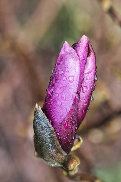 マグノリアの木は開花時の素晴らしさです 風景の中にアイキャッチャー — ストック写真