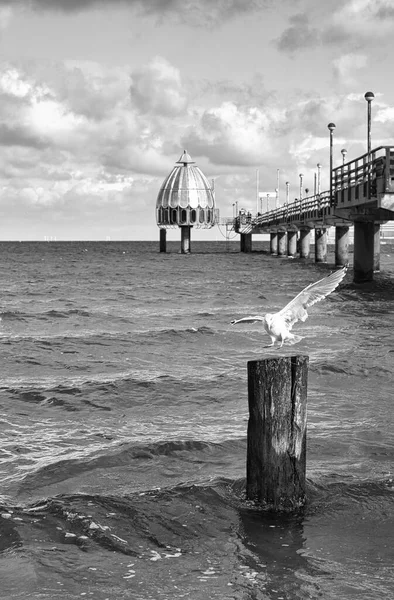 Pomost Zingst Nad Morzem Bałtyckim Mewą Pierwszym Planie Czerni Bieli — Zdjęcie stockowe