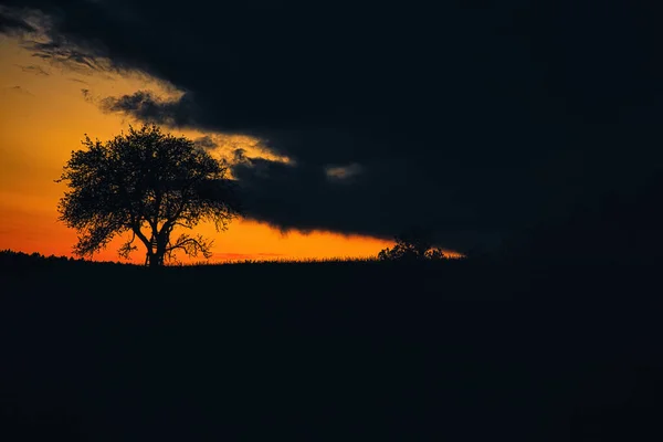 サールラント州の夕日には はしごが傾いている木があります 劇的な空だ 静かで寂しい光の雰囲気 — ストック写真