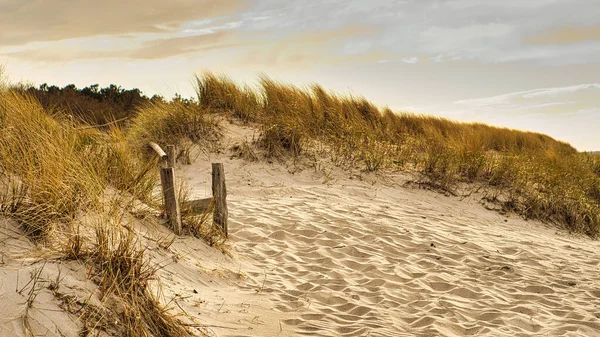 Balti Tenger Partján Dűnék Fölött Átszelő Strand Séta Parton Darss — Stock Fotó