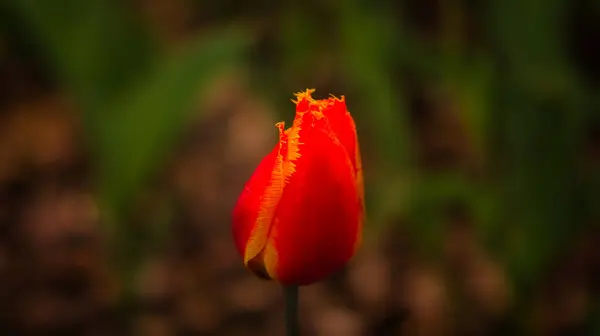 Tulpen Einzeln Dargestellt Blume Mit Bokeh Rot Und Gelb Nahaufnahme — Stockfoto