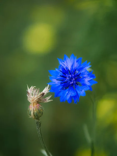 フィールド内のコーンフラワーシングル 花弁は青で輝きます 自然環境から撮影した詳細 — ストック写真