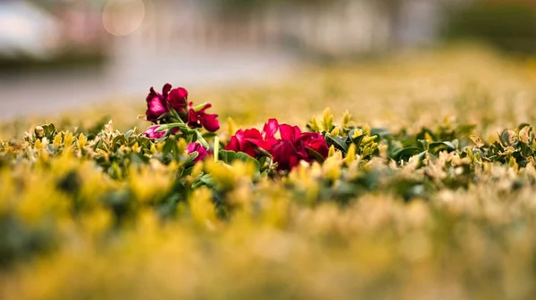 Rote Blume Mit Schönen Blütenblättern Auf Einer Blumenwiese Die Blume — Stockfoto