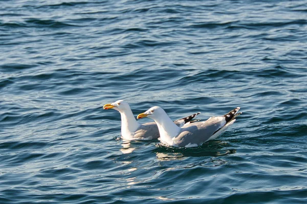 Dos Gaviotas Nadando Mar Báltico Primer Plano Los Grandes Pájaros — Foto de Stock