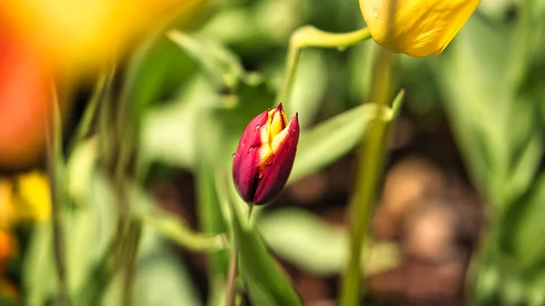 春に赤いチューリップが刈り取られ 牧草地でボケで撃たれました 早咲きの花の夢のようなロマンチックなショット — ストック写真