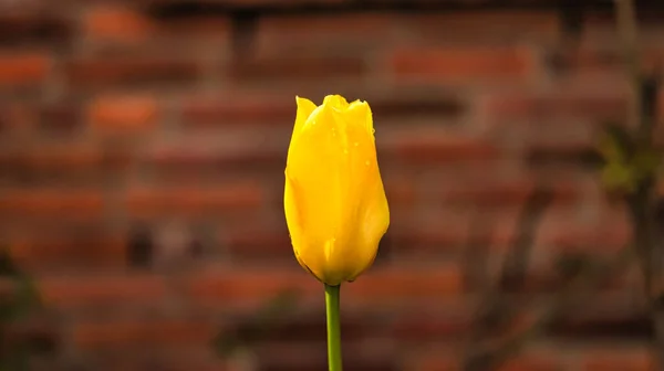 Tulipe Jaune Été Récoltée Abattue Avec Bokeh Sur Une Prairie — Photo