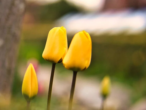 Gelbe Tulpe Geschnitten Und Mit Bokeh Auf Einer Wiese Frühjahr — Stockfoto