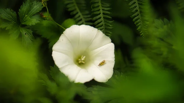 Біла Квітка Красивими Пелюстками Індивідуально Зображена Квітковому Лузі Квітка Лузі — стокове фото