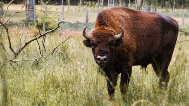 Su birikintisindeki bizon soğuyor. Kahverengi boynuzlu büyük memeli. Suyun etrafında otlamak için çayır