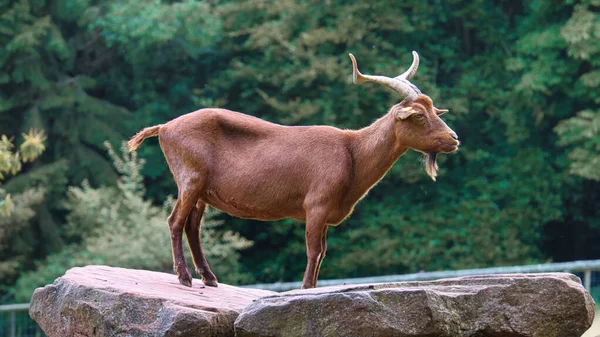 Bouc Sur Une Pierre Avec Corne Posée Animal Abattu Avec — Photo