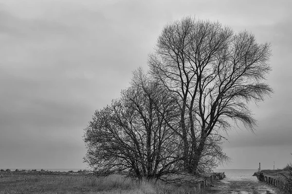 在海滩上的树木以黑白相间的方式过渡到波罗的海 梦幻般的浪漫 也可以是寒冷的季节 — 图库照片