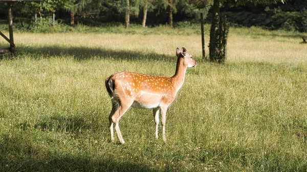 放牧中の牧草地で鹿 鹿の牛は草からリラックスして食べます 自然の中で撮影された動物 — ストック写真