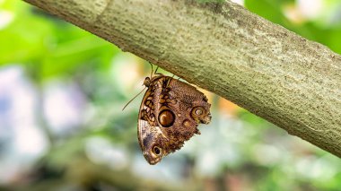 Yaprağın üzerindeki renkli kelebek, çiçek. Zarif ve narin. Kanatların ayrıntılı şekli. Kırpılmış böcek yakın planda.