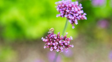 Çiçek çayırında tek tek güzel taç yaprakları olan kırmızı çiçek. Çayırdaki çiçek Bokeh