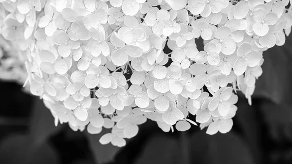 白と黒で描かれた花が多い白花 小さな花の多い植物の詳細 — ストック写真