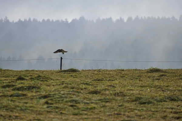 Oiseau Proie Qui Emmène Proie Battue Loin Matin Lors Une — Photo