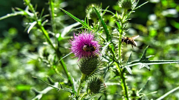 Bee Pink Thistle Close Animal Photo Plant Green Background — Stock Photo, Image