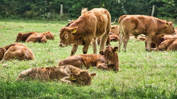 Herd Cows Meadow Brown Farm Animals Lying Relaxed Grass While — Stock Photo, Image