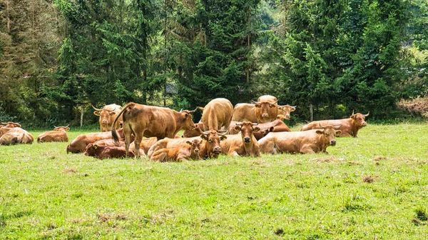 成群的奶牛在草地上 褐色的农场动物躺在草地上 一边嚼着麦片一边放松地休息 夏季的动物摄影 — 图库照片