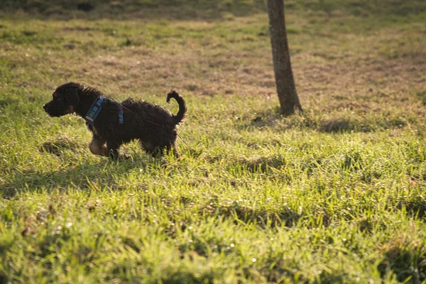 Goldendoodle Puppy Kleur Zwart Bruin Hybride Hond Van Kruisen Tussen — Stockfoto