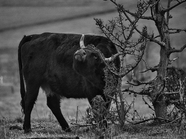 Musta Valkoinen Laukaus Ylämaan Karjaa Niityllä Voimakas Sarvet Ruskea Turkki — kuvapankkivalokuva