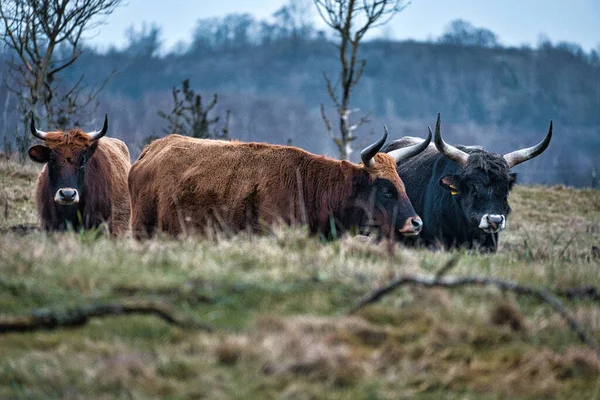草原上的高地牛 强大的角棕色毛皮 农业和畜牧业 来自苏格兰的哺乳动物 — 图库照片
