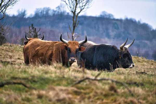 Highland Cattle Meadow Powerful Horns Brown Fur Agriculture Animal Breeding — Stock Photo, Image