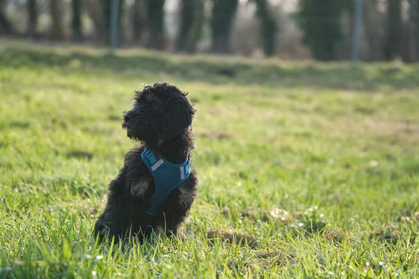 Chiot Doré Dans Couleur Noire Bronzée Chien Hybride Issu Des — Photo