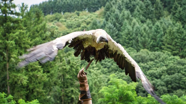 格里芬秃鹫戴在猎鹰的手套上准备飞近一点 巨大的大鸟 王牌喂食机给人印象深刻 — 图库照片