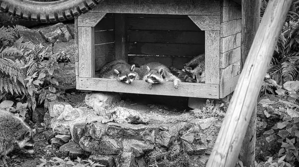 Mehrere Waschbären Einem Schwarz Weißen Schuss Einer Waschbärenhütte Die Säugetiere — Stockfoto