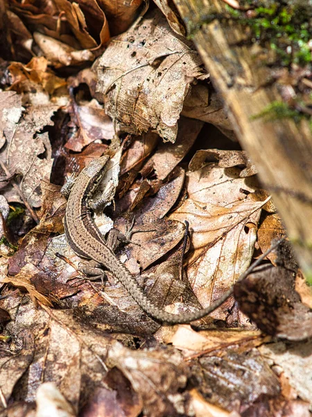 森の日光浴の葉の間の地面にトカゲ 爬虫類の動物のショット 野生動物の閉鎖 — ストック写真