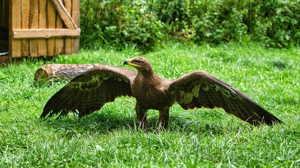 Golden Eagle Air Show Saarburg Animal Photo Elegant Bird Close — Stock Photo, Image