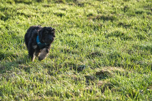 Cucciolo Goldendoodle Nel Colore Nero Abbronzatura Cane Ibrido Dalle Croci — Foto Stock