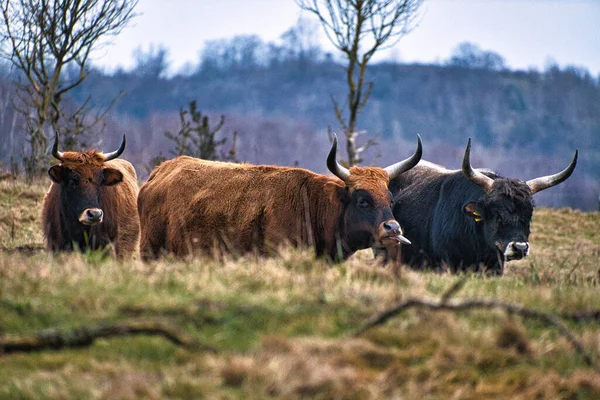 Highland Cattle Meadow Powerful Horns Brown Fur Agriculture Animal Breeding — Stock Photo, Image