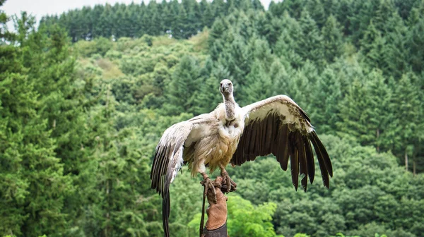 Falconer Eldivenindeki Akbaba Griffon Yakından Uçmaya Hazır Kocaman Büyük Bir — Stok fotoğraf