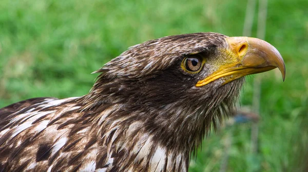 Golden eagle portrai photograph of the head . Brown, white plumage and bright yellow-rimmed eyes. Close up of a bird