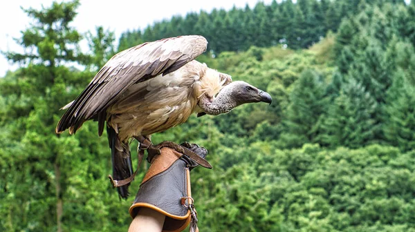 Falconer Eldivenindeki Akbaba Griffon Yakından Uçmaya Hazır Kocaman Büyük Bir — Stok fotoğraf