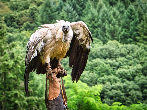 格里芬秃鹫戴在猎鹰的手套上准备飞近一点 巨大的大鸟 王牌喂食机给人印象深刻 — 图库照片