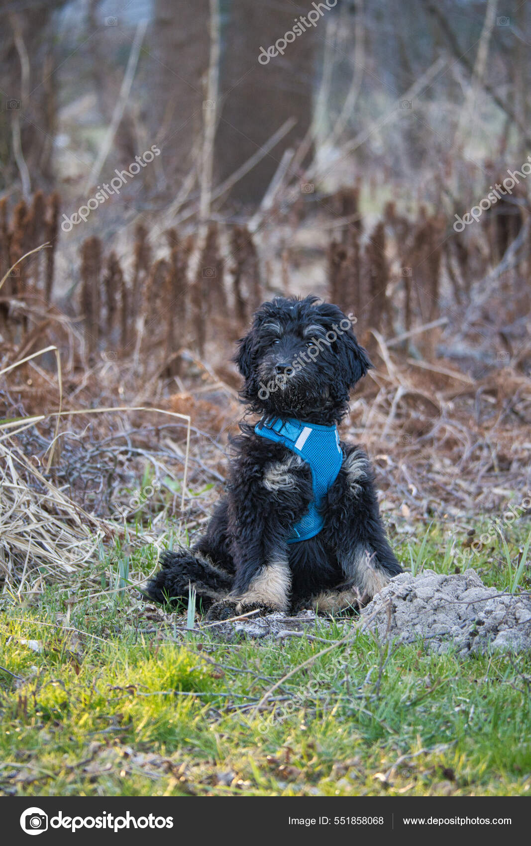 Golden retriever hotsell colors black
