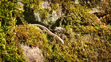 Üzerinde yosun olan taş bir duvarda kertenkele. Bir sürüngenin hayvan fotoğrafı. Vahşi hayvana yaklaş.