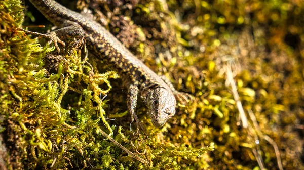 Lézard Sur Mur Pierre Recouvert Mousse Abattage Reptile Gros Plan — Photo