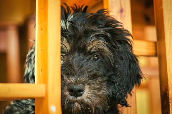 Goldendoodle Puppy Color Black Tan Hybrid Dog Cross Golden Retriever — Stock Photo, Image