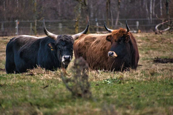 草原上的高地牛 强大的角棕色毛皮 农业和畜牧业 来自苏格兰的哺乳动物 — 图库照片
