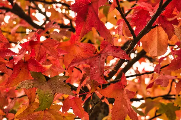 Colorful Autumn Foliage Dewdrops Close Shown Individually Nature Shot — Stock Photo, Image