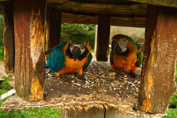 Specie Pappagallo Ara Minacciata Estinzione Uccelli Colorati Ritratto Trovano Sud — Foto Stock