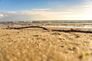 Blavand Danimarka sahilinde. Rosehip çalıları sonbahar renklerinde kırmızı ve yeşil parlar, manzara çekimi