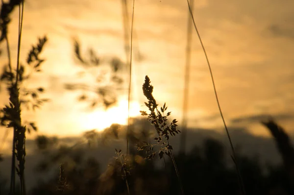 Sole Tramonto Alla Periferia Berlino Piante Come Silhouette Primo Piano — Foto Stock