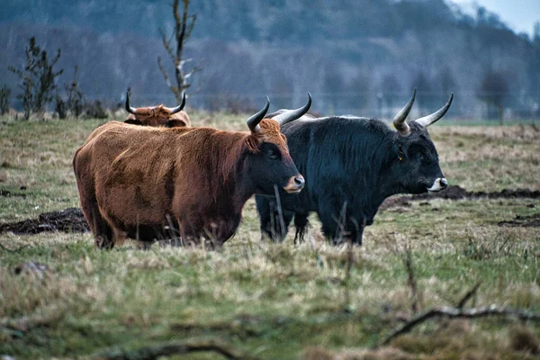Black White Shot Highland Cattle Meadow Powerful Horns Brown Fur — Stock Photo, Image