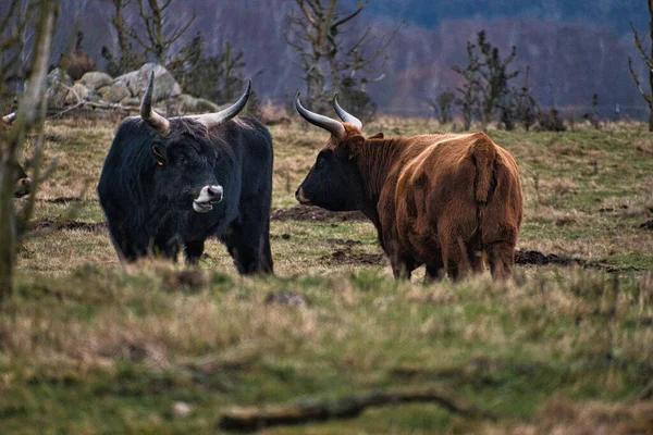 Black White Shot Highland Cattle Meadow Powerful Horns Brown Fur — Stock Photo, Image