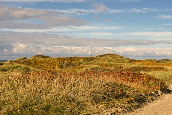 Sulla Costa Blavand Danimarca Vista Sulle Dune Autunno Tutto Brilla — Foto Stock